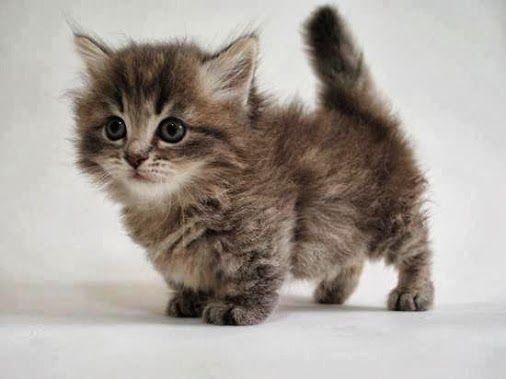 A Munchkin cat kitten with shaggy dark brown and black fur.
