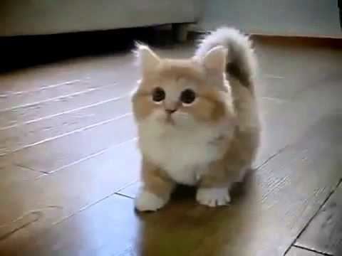 A Munchkin cat with orange and white thick fur looking at something while on a wooden floor.