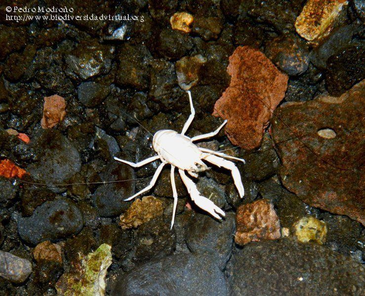 Munidopsis polymorpha wwwbiodiversidadvirtualorginsectariumdatamedi