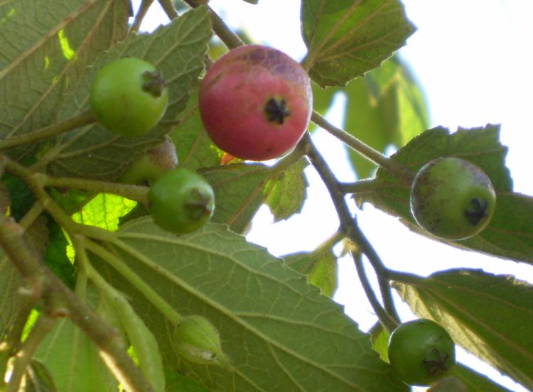 Muntingia FileThe fruit of muntingia calabura treeJPG Wikimedia Commons