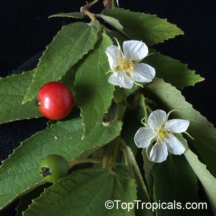 Muntingia Muntingia calabura Strawberry tree Jam tree Jamaican Singapore