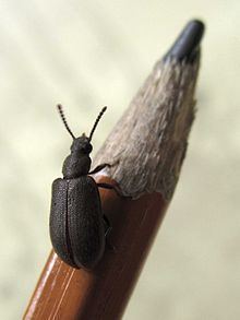 Mupli beetle httpsuploadwikimediaorgwikipediacommonsthu