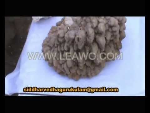 Muppu Muppu Andakkal Siddha Medicine Part 1nagarajgurugimp4 YouTube