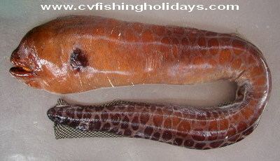 Muraena robusta wwwcvfishingholidayscomimagesschedepesci002
