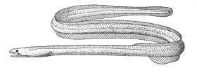 Muraenichthys httpsuploadwikimediaorgwikipediacommonsthu