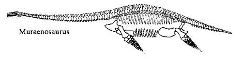 Muraenosaurus Palaeos Vertebrates Sauropterygia Cryptocleididae