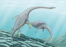 Muraenosaurus Muraenosaurus Wikipedia