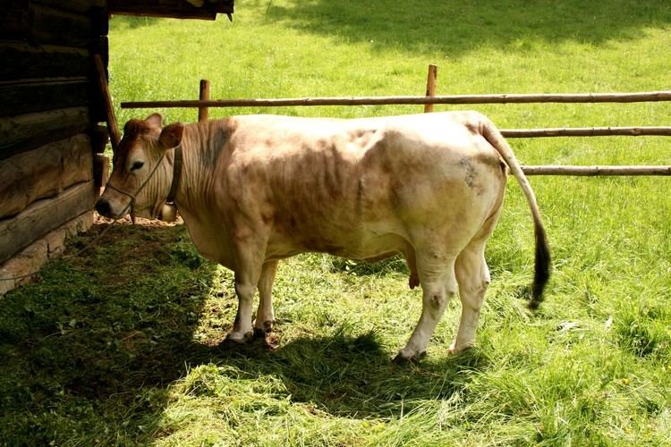 Murboden cattle httpsuploadwikimediaorgwikipediacommons88