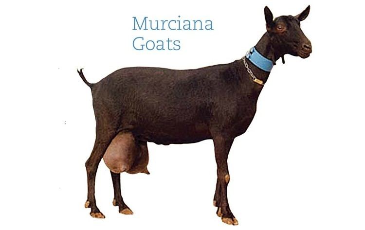 Murciana goat culture the word on cheese