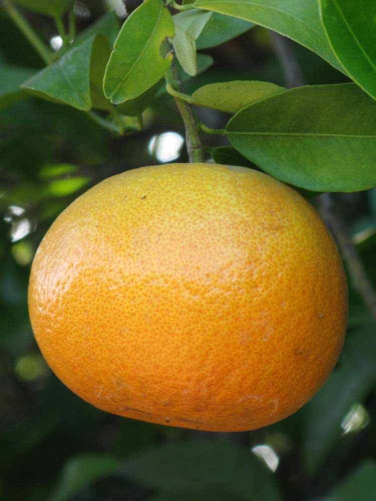Murcott (fruit) Citrus ID Fact Sheet Murcott