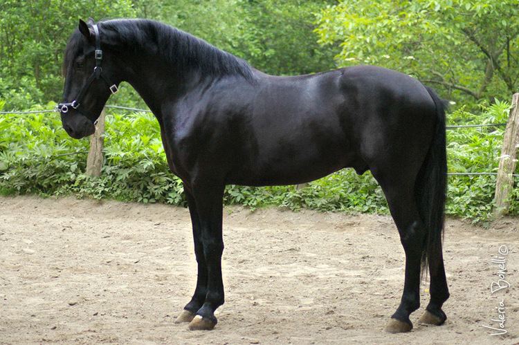 Murgese 1000 images about Murgese Horse Breed on Pinterest Spanish