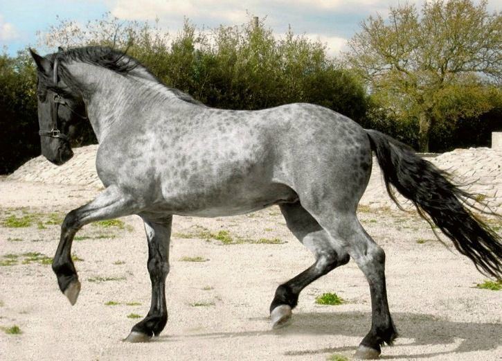 Murgese Murgese Horse Info Origin History Pictures Horse Breeds