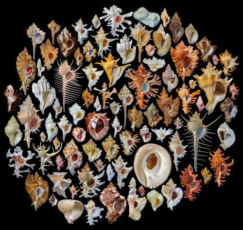 Muricidae Muricidae is a highly diverse family of marine