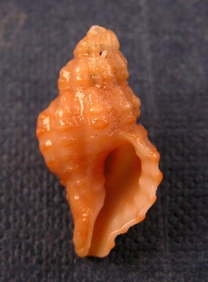 Muricopsinae