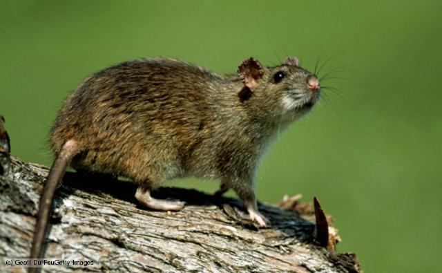 Muridae BBC Nature Old World rats and mice videos news and facts