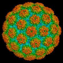 Murine polyomavirus httpsuploadwikimediaorgwikipediacommonsthu