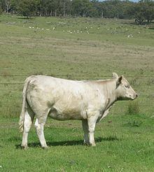 Murray Grey cattle httpsuploadwikimediaorgwikipediacommonsthu