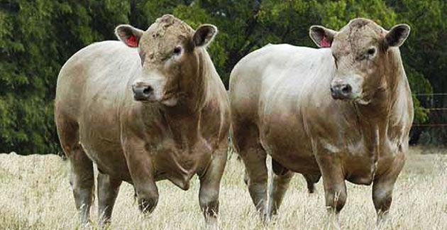 Murray Grey cattle 1000 images about Murray grey cattle on Pinterest Cattle Oregon