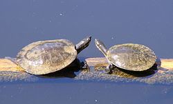 Murray River turtle Murray River turtle Wikipedia