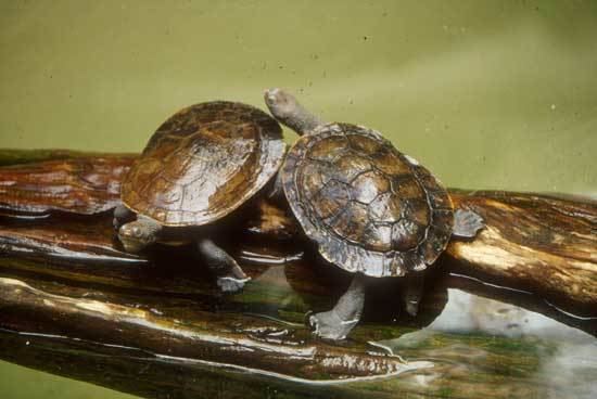 Murray River turtle Murray River Turtle Saint Louis Zoo