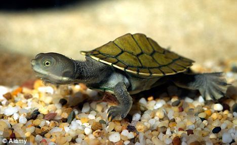 Murray River turtle Turtles 39communicate39 before they hatch so they emerge from their