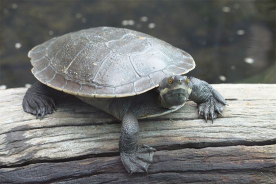 Murray River turtle Murray River turtle