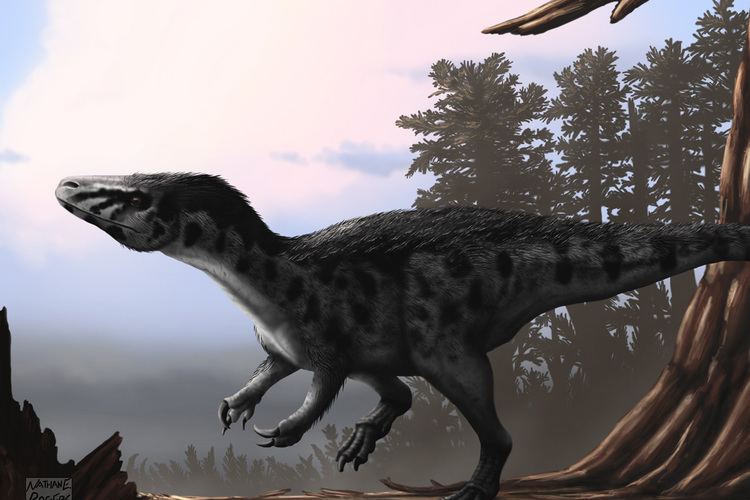 Murusraptor Murusraptor a megaraptoran theropod from the Late Earth Archives
