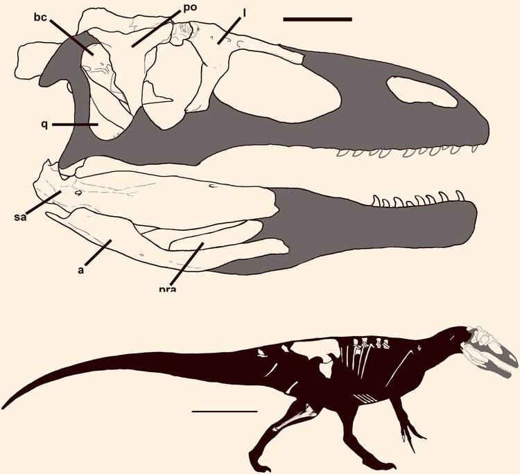 Murusraptor Murusraptor barrosaensis New Dinosaur Species Discovered in