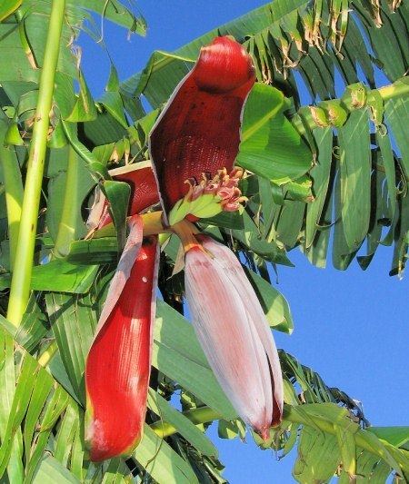 Musa × paradisiaca Wild Plants of Malta amp Gozo Plant Musa paradisiaca Banana