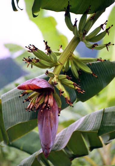 Musa × paradisiaca Musa paradisiaca French plantain banana Musa sapientum