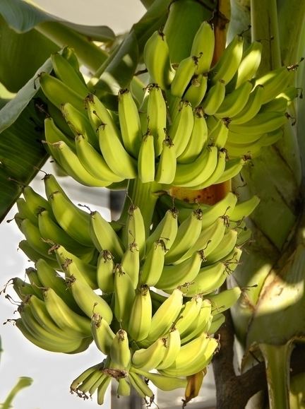 Musa balbisiana Banana Musa acuminata Musa balbisiana Health and Natural herbal