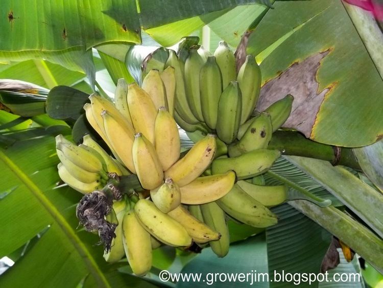 Musa (genus) Garden Adventures Banana Musa