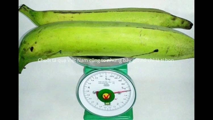 Musa ingens Musa Ingens The Tallest Banana Plant in the World YouTube