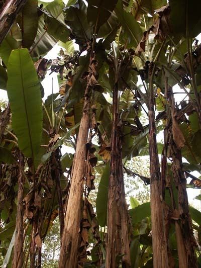 Musa itinerans Musa itinerans tall banana species from rainforests of Xishuangbanna