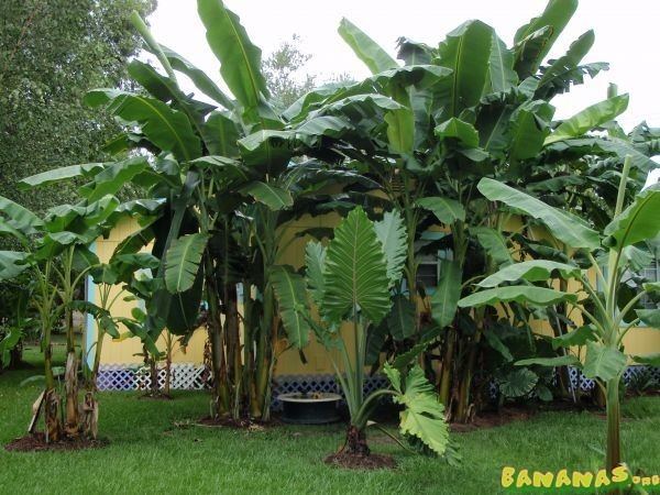 Musa sikkimensis Musa sikkimensis regular and Red Tiger mature height differences