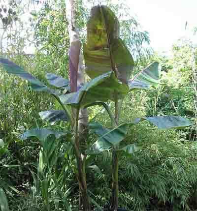 Musa sikkimensis Darjeeling Banana Musa Sikkimensis Hardy Tropicals Hardy Plantabase
