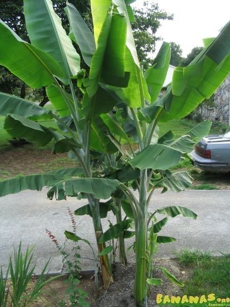 Musa yunnanensis - Alchetron, The Free Social Encyclopedia