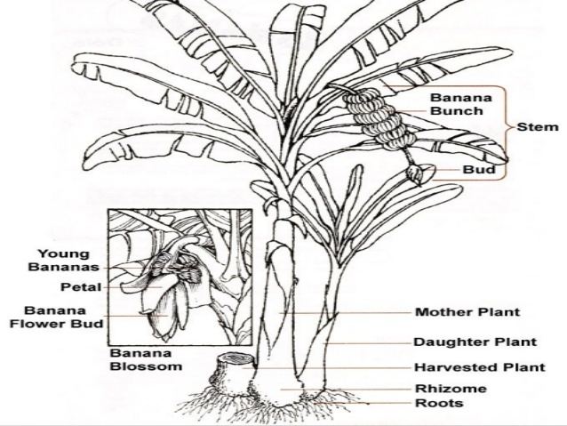 Musaceae Musaceae family