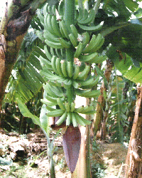 Musaceae theseedsitecoukmusaceaegif