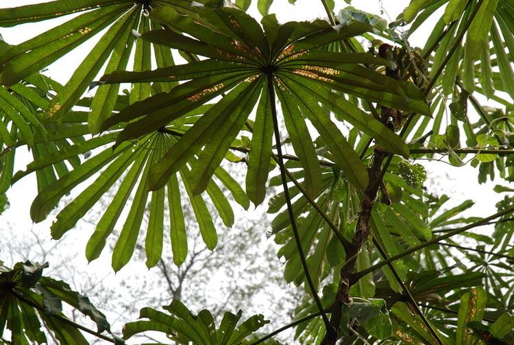 Musanga cecropioides Central African Plants A Photo Guide Musanga cecropioides RBr
