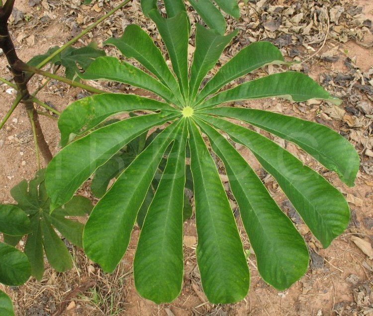 Musanga cecropioides VIRBOGA Musanga cecropioides