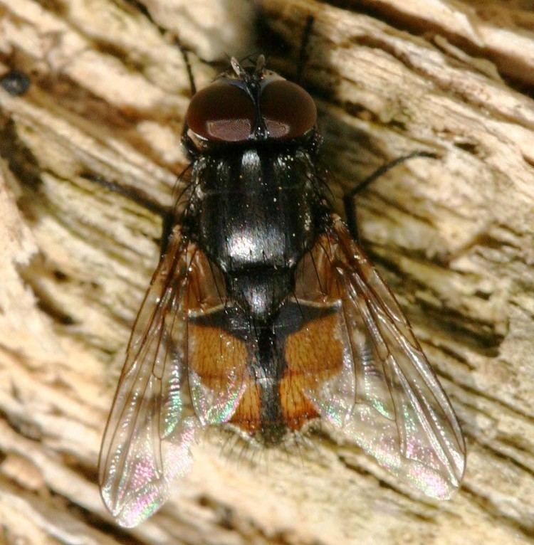 Musca autumnalis Face Fly Musca autumnalis NatureSpot