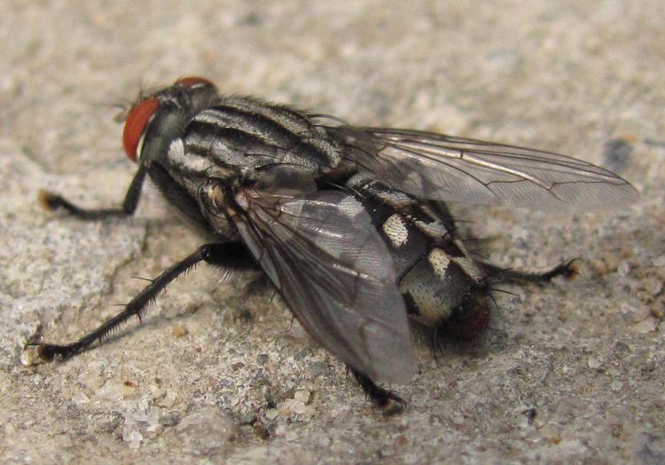 Musca autumnalis Face Fly Facts amp Control Get Rid of Face Flies