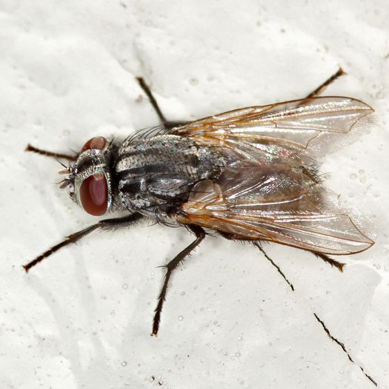 Musca autumnalis fly Musca autumnalis BugGuideNet