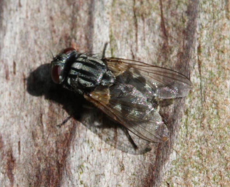 Musca autumnalis Face Fly Musca autumnalis NatureSpot