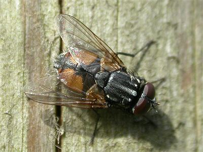 Musca autumnalis Musca autumnalis