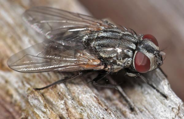 Musca autumnalis Dipterainfo Photo Albums Musca autumnalis female 4