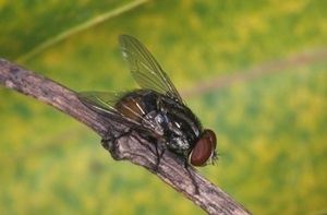 Musca vetustissima Bushfly Queensland Museum