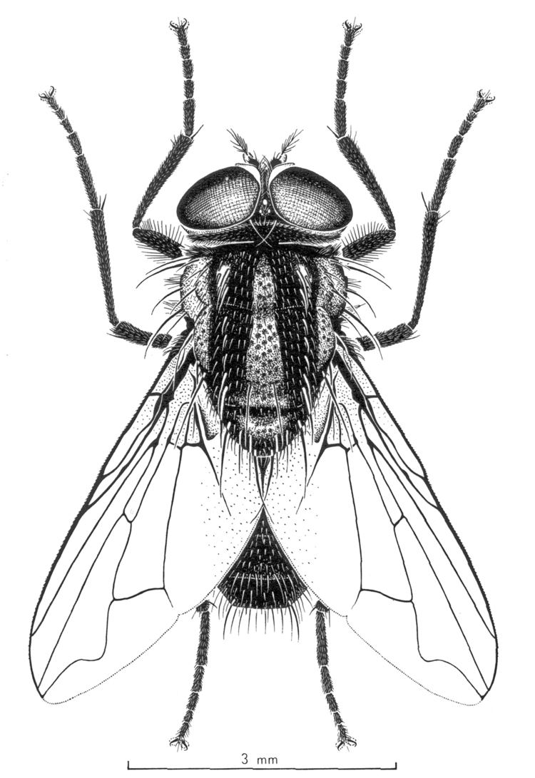 Musca vetustissima Bush Fly Musca vetustissima CSIRO Science Image CSIRO Science