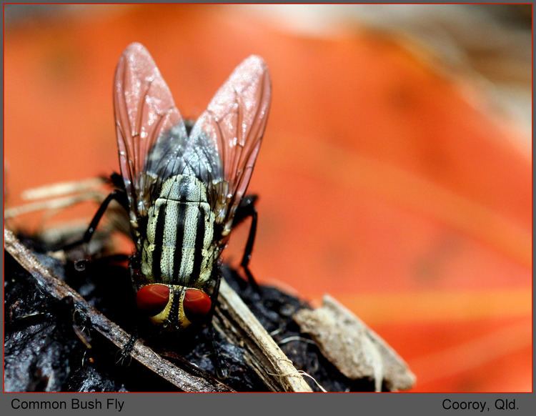 Musca vetustissima Comon Bush Fly Musca vetustissima Cooroy Qld Flickr